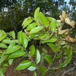 Securidaca diversifolia habit picture by Nelson Zamora Villalobos (cc-by-nc)