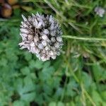 Allium sphaerocephalon fruit picture by Else Nolden (cc-by-sa)