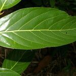 Nectandra hihua leaf picture by Nelson Zamora Villalobos (cc-by-nc)