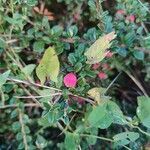 Cotoneaster microphyllus fruit picture by Tom Ramos (cc-by-sa)