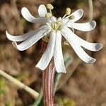 Silene portensis flower picture by joselu_4 (cc-by-sa)