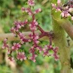 Urera baccifera flower picture by Schnittler Martin (cc-by-sa)