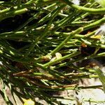 Cytisus balansae leaf picture by Llandrich anna (cc-by-sa)