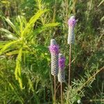 Dalea purpurea flower picture by Lee Zachary (cc-by-sa)