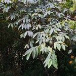 Ficus semicordata habit picture by Dieter Albrecht (cc-by-sa)