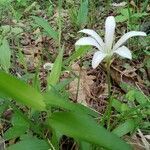 Zephyranthes atamasco flower picture by David Smith (cc-by-sa)