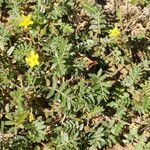 Tribulus terrestris habit picture by Dominique Wernert (cc-by-sa)