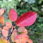 Amelanchier alnifolia leaf picture by manuseitz (cc-by-sa)