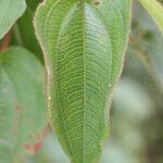 Rhynchanthera grandiflora leaf picture by R. Tournebize (cc-by-sa)