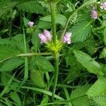 Galeopsis tetrahit habit picture by Vier D. (cc-by-sa)