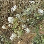 Ammi majus habit picture by Judicaël CASTAGNET (cc-by-sa)