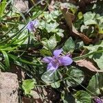 Viola reichenbachiana flower picture by ondine m (cc-by-sa)