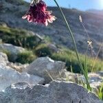 Allium insubricum flower picture by Luca Favino (cc-by-sa)