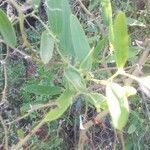 Smilax campestris leaf picture by Cenoz Enrique (cc-by-sa)