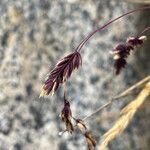 Poa cucullata flower picture by Fabien Anthelme (cc-by-sa)