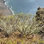 Euphorbia lamarckii habit picture by Sarami (cc-by-sa)