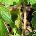 Geranium lucidum fruit picture by Alexandre Labbe (cc-by-sa)