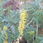 Prosopis farcta flower picture by Mehmet Basbag (cc-by-sa)