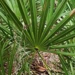 Serenoa repens leaf picture by Eric Smallwood (cc-by-sa)