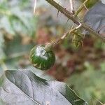 Solanum palinacanthum fruit picture by Trap Hers (cc-by-sa)