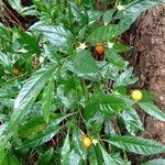 Solanum pseudocapsicum habit picture by Denis Alkan (cc-by-sa)