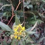 Senecio bayonnensis flower picture by BOTANIC SL (cc-by-sa)