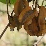 Combretum molle fruit picture by Bertus Franken (cc-by-sa)