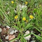 Hirpicium diffusum habit picture by susan brown (cc-by-sa)