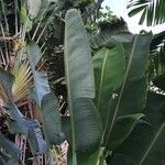 Ravenala madagascariensis leaf picture by Daniel Barthelemy (cc-by-nc)