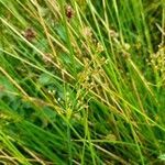 Juncus subnodulosus flower picture by Robin Rearahinagh (cc-by-sa)