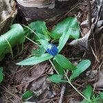 Gentiana linearis leaf picture by Boreas46 (cc-by-sa)