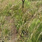 Hyparrhenia hirta habit picture by Leigh Winowiecki (cc-by-sa)