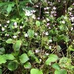 Claytonia sibirica habit picture by Terje Norli (cc-by-sa)