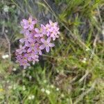 Centaurium erythraea flower picture by Alessandro Cappellini (cc-by-sa)