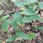 Streptopus amplexifolius leaf picture by Dayna Hillcrest (cc-by-sa)