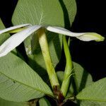 Randia lasiantha flower picture by Nelson Zamora Villalobos (cc-by-nc)