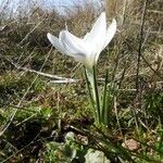 Crocus carpetanus habit picture by López Javier (cc-by-sa)