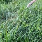 Alopecurus pratensis habit picture by Gilles Istin (cc-by-sa)