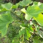 Jatropha curcas leaf picture by Bollou Belga (cc-by-sa)