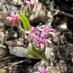 Oxypetalum solanoides flower picture by Trap Hers (cc-by-sa)