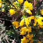 Genista anglica flower picture by Miguel Angel Fernandez Perez (cc-by-sa)