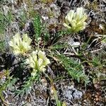 Oxytropis campestris flower picture by Rüedi Andi (cc-by-sa)