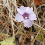 Pinguicula pumila flower picture by Erika Lozano (cc-by-sa)