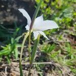 Gladiolus candidus flower picture by Susan Brown (cc-by-sa)