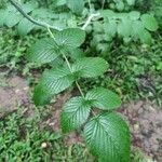 Rubus niveus leaf picture by Nikolas Dierka (cc-by-sa)