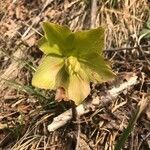 Helleborus viridis flower picture by Paolo Bonazzi (cc-by-sa)