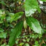 Elaeagnus pungens fruit picture by Crisi Ellswo (cc-by-sa)