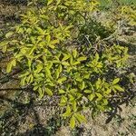 Rhododendron ponticum habit picture by Pavao Adrien (cc-by-sa)