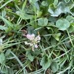 Trifolium nigrescens flower picture by Maram Zabdi (cc-by-sa)