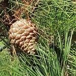 Pinus radiata fruit picture by Dieter Albrecht (cc-by-sa)